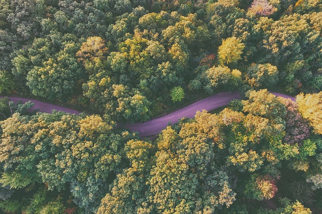 woods-768753_640.jpg