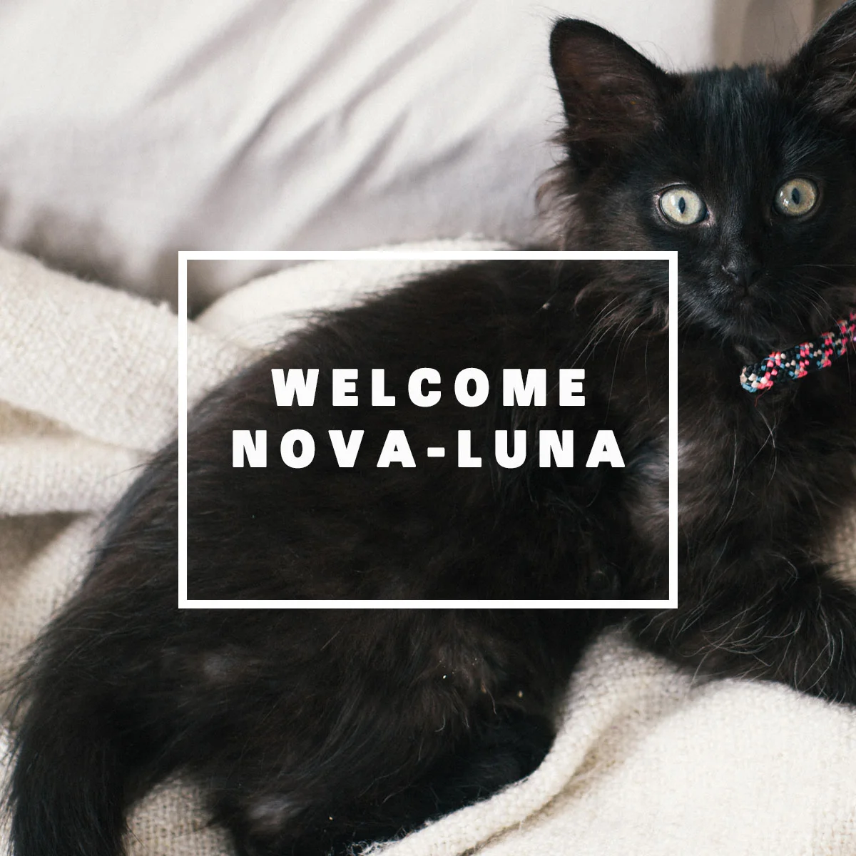 Welcoming Nova-Luna to The Jade Cottage 