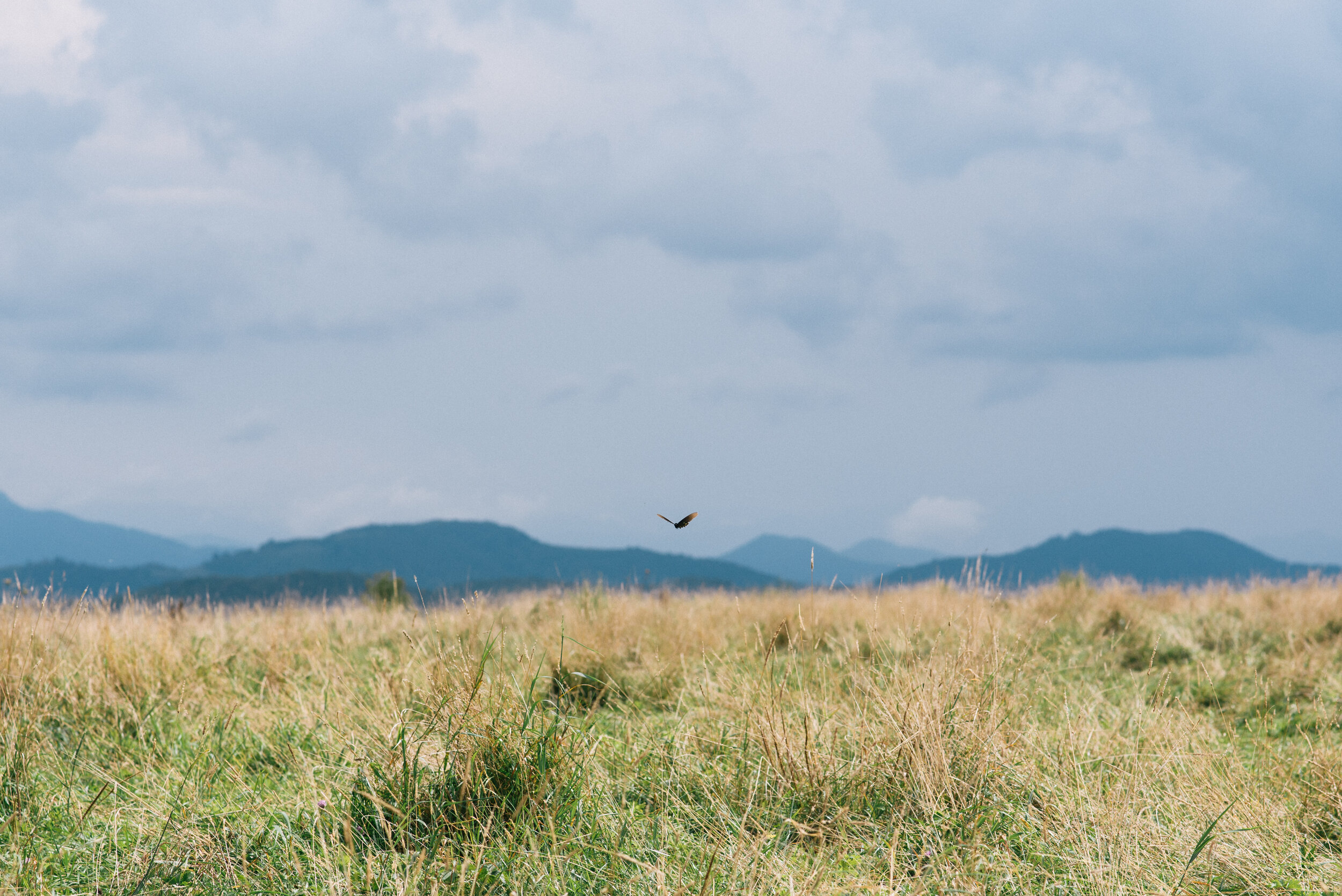 Ode To The Butterfly