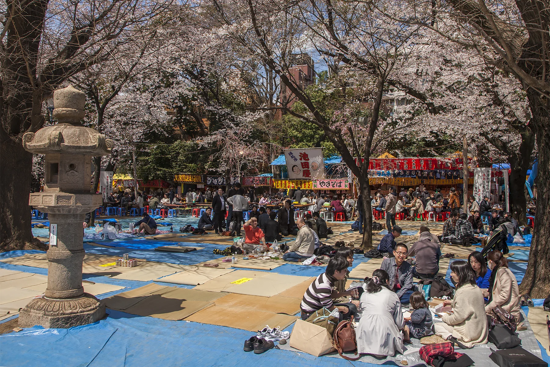 cherryblossomtokyo_4.jpg