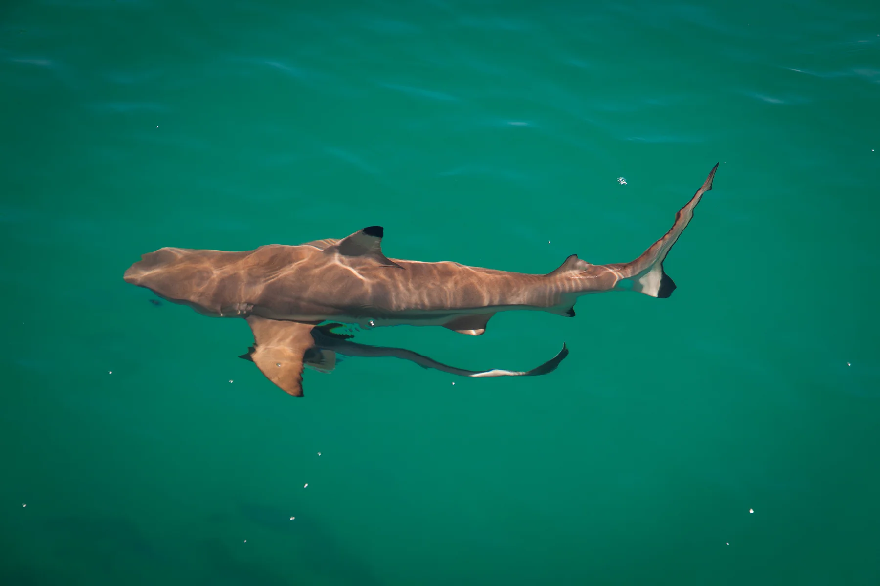 snorklingwithsharks.jpg