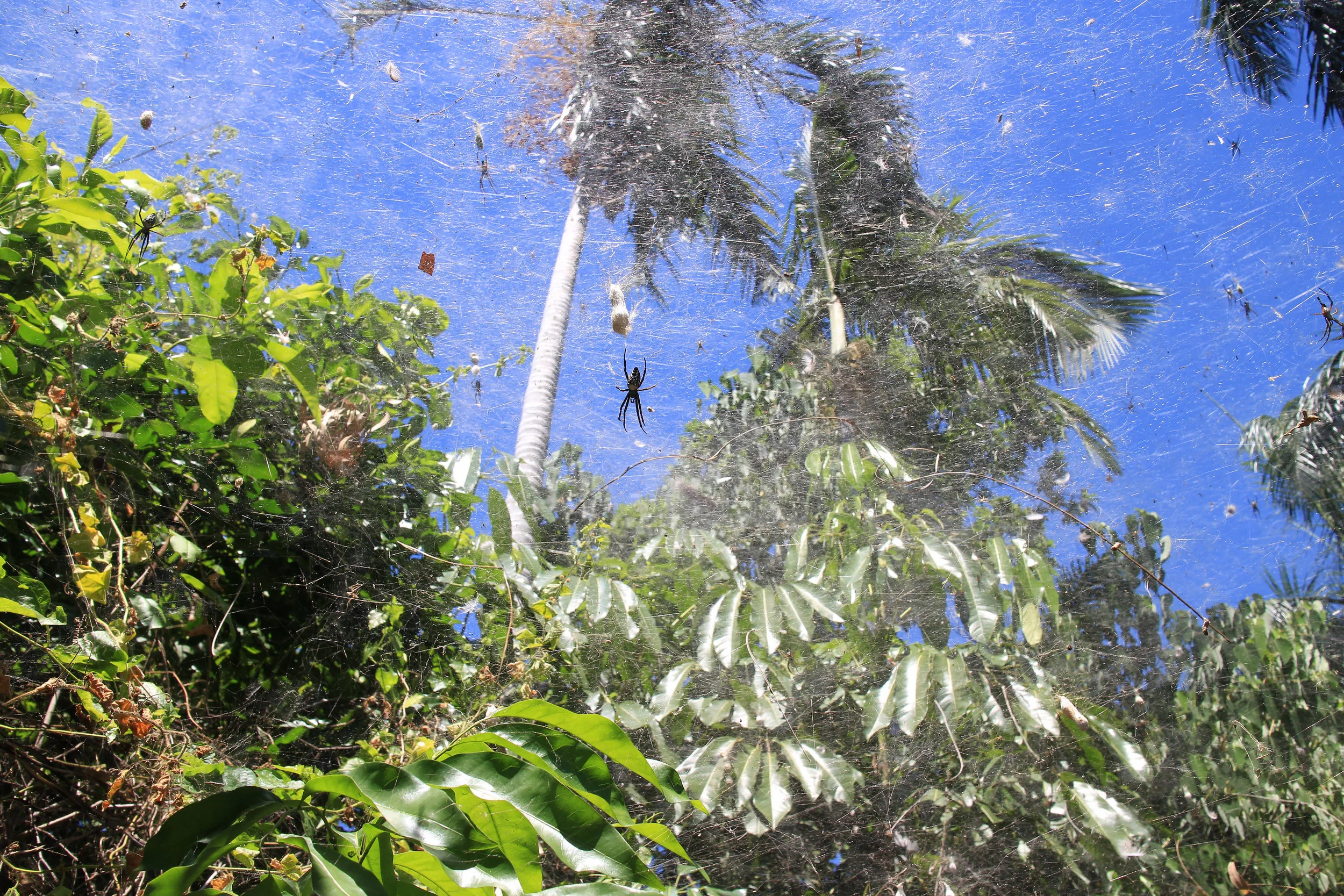 spiderwebportdouglashabitataustralia.jpg