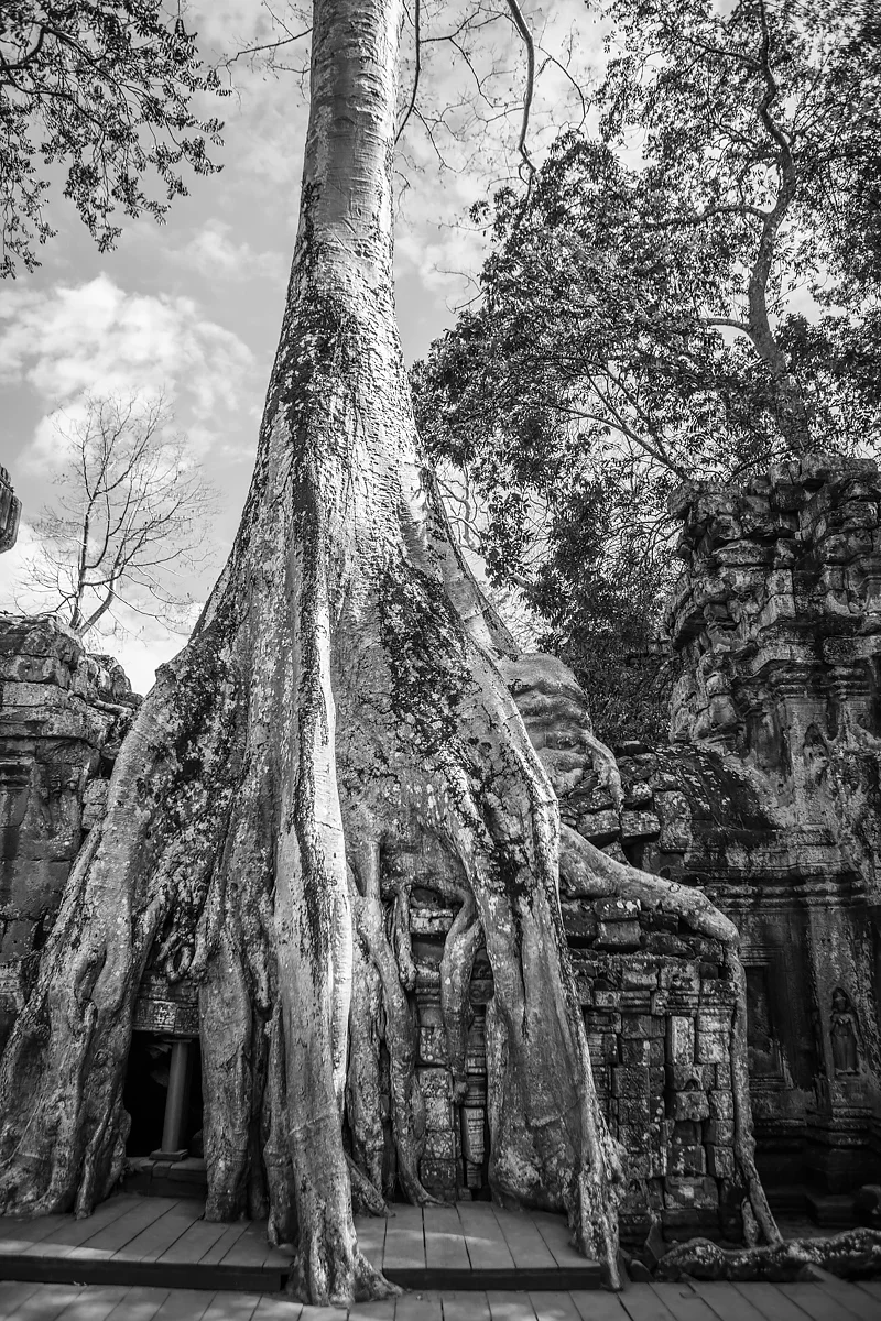 taprohm-5.jpg