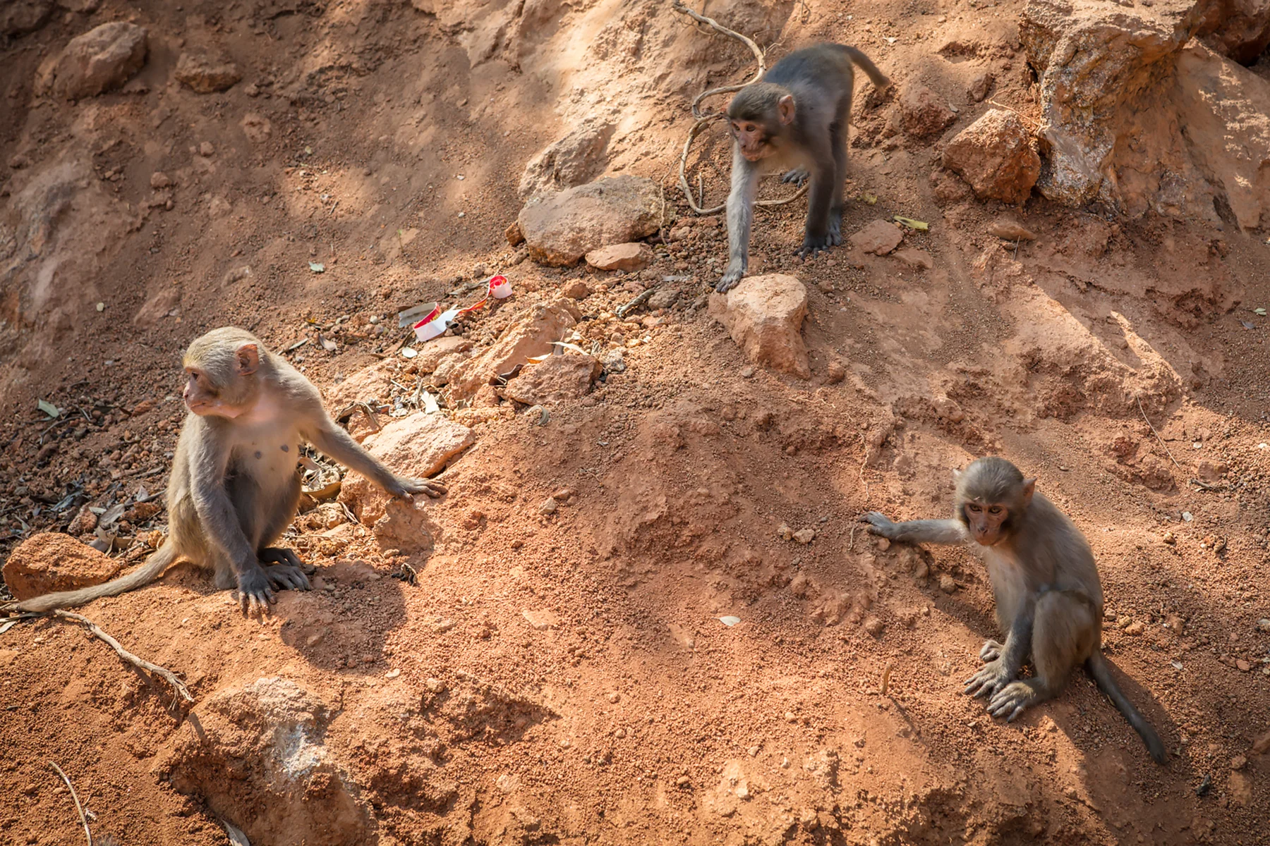 monkeymountain-1.jpg