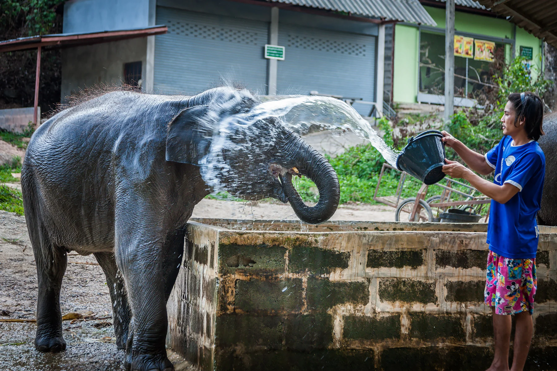 elephantridephuket-1.jpg