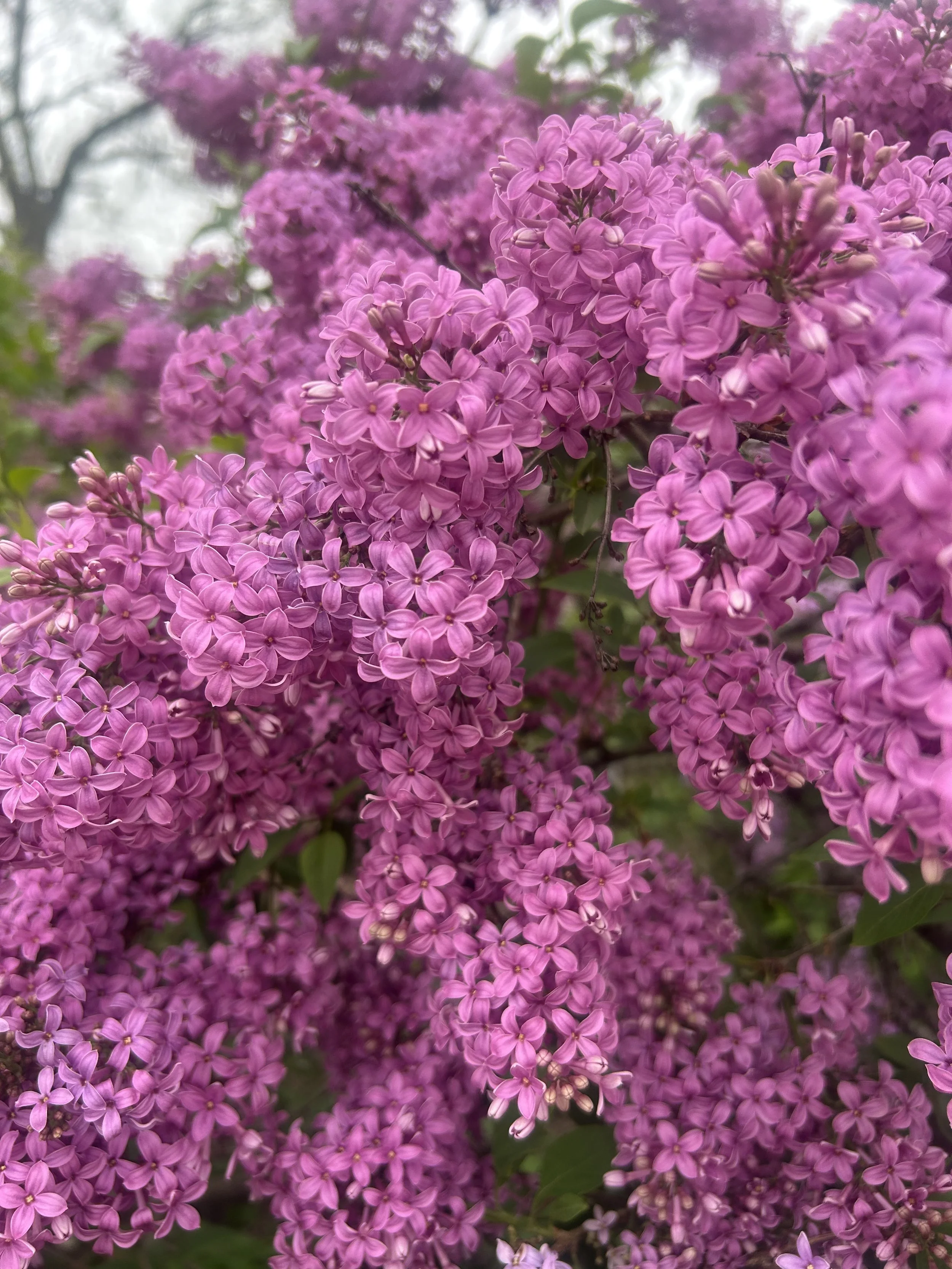 Photo May 02 2025, 10 55 32 AM.jpg