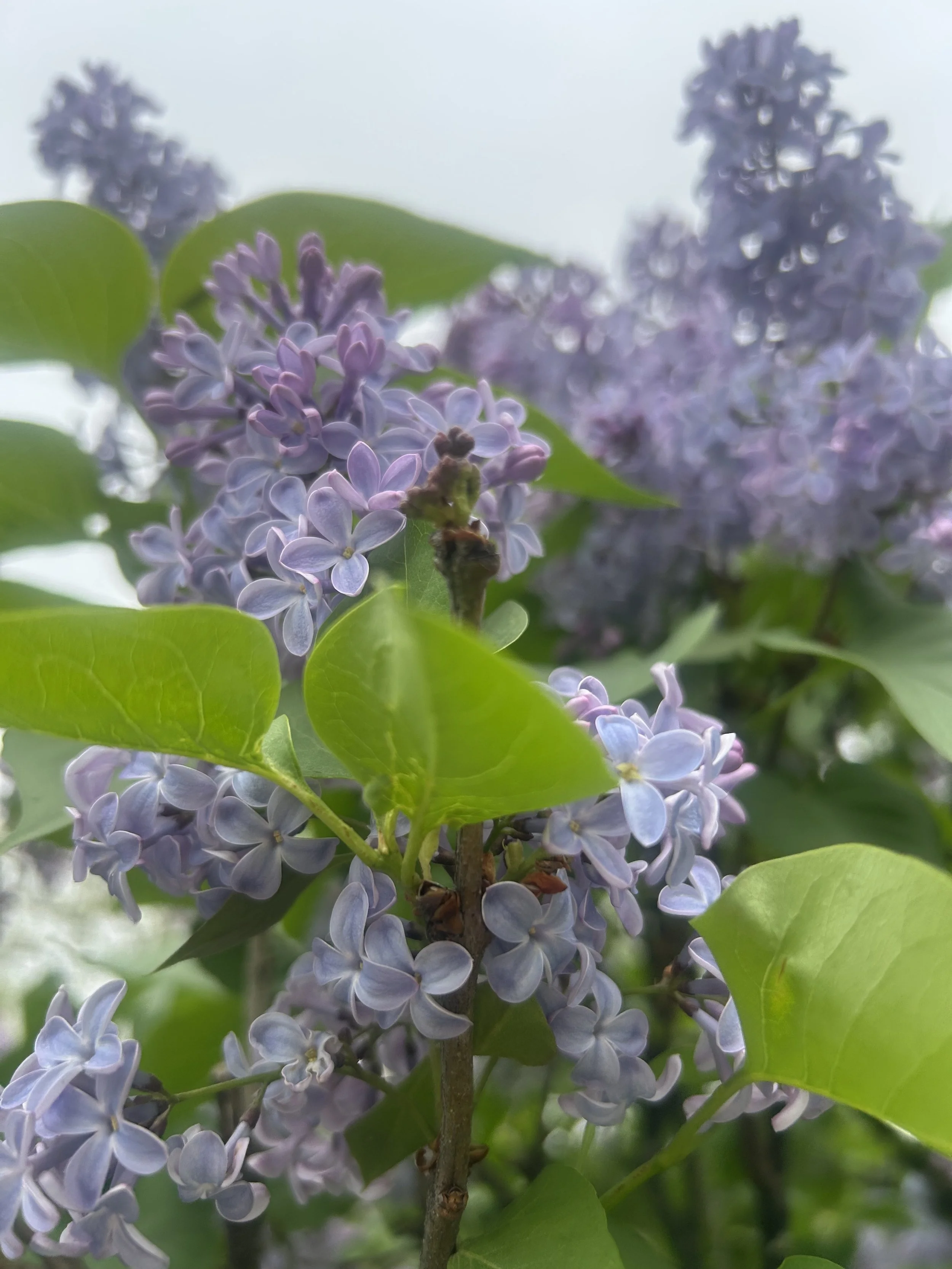 Photo May 02 2025, 10 57 31 AM.jpg