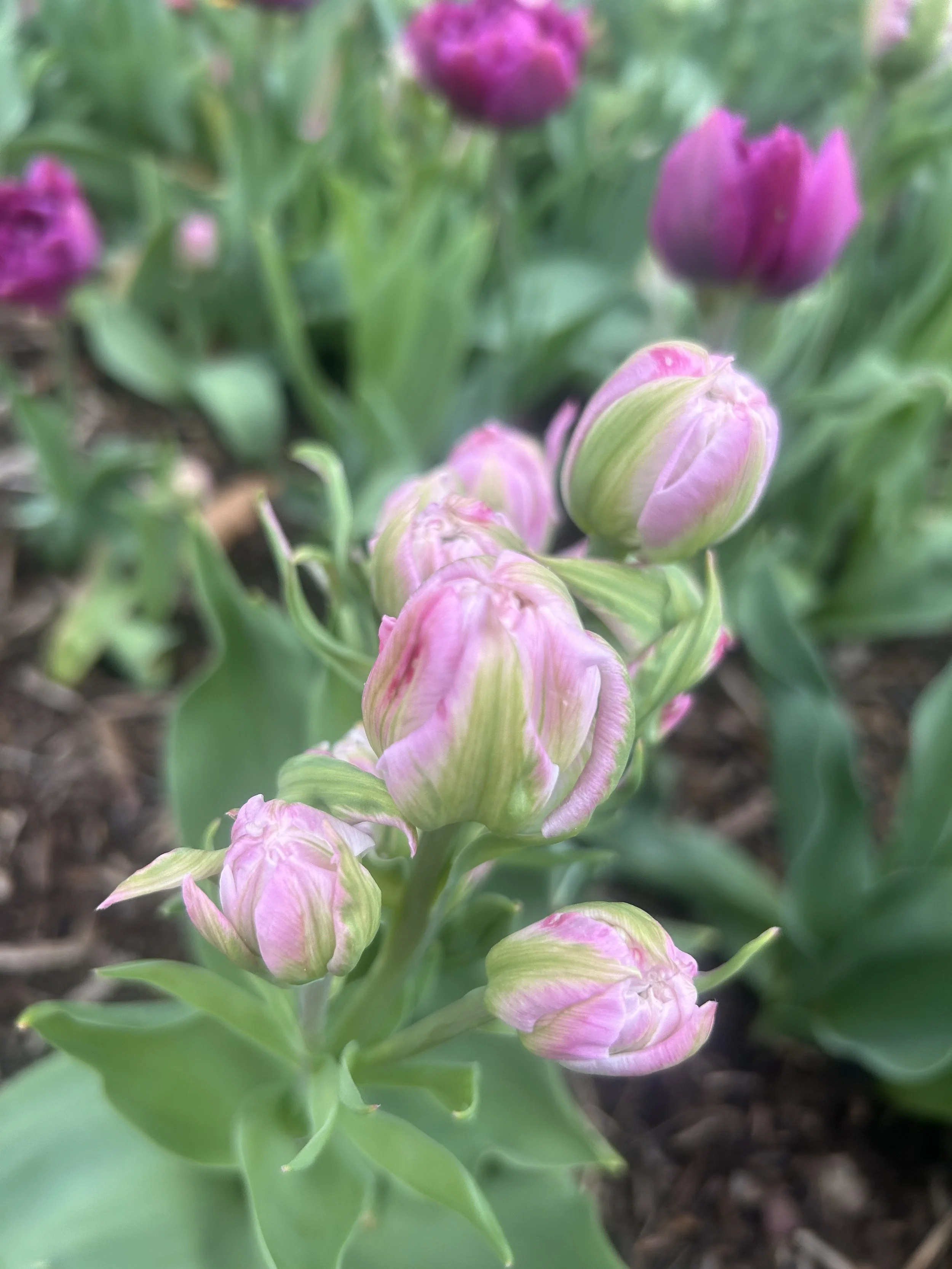 Photo May 02 2025, 10 52 16 AM.jpg