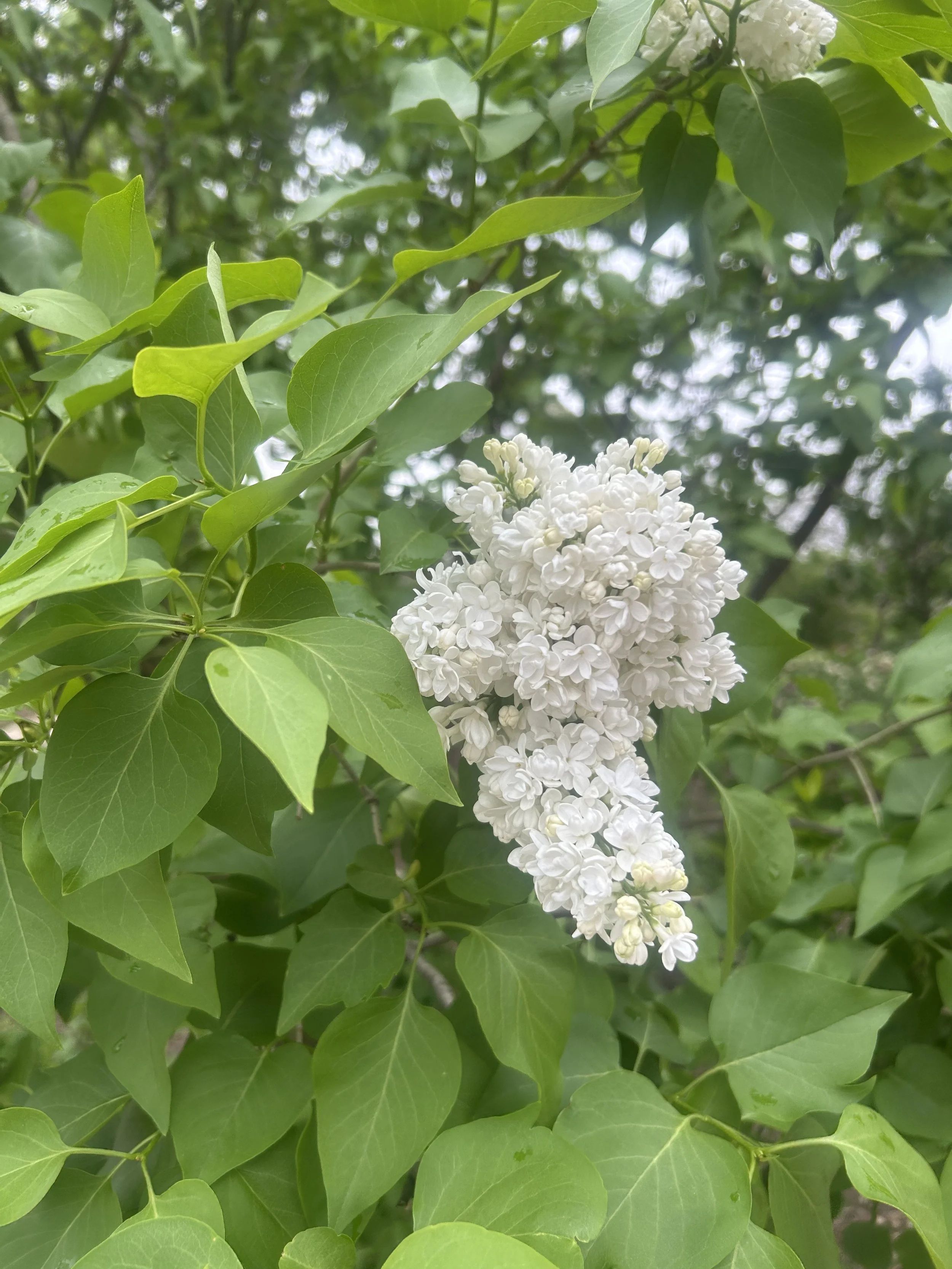 Photo May 02 2025, 10 46 52 AM.jpg