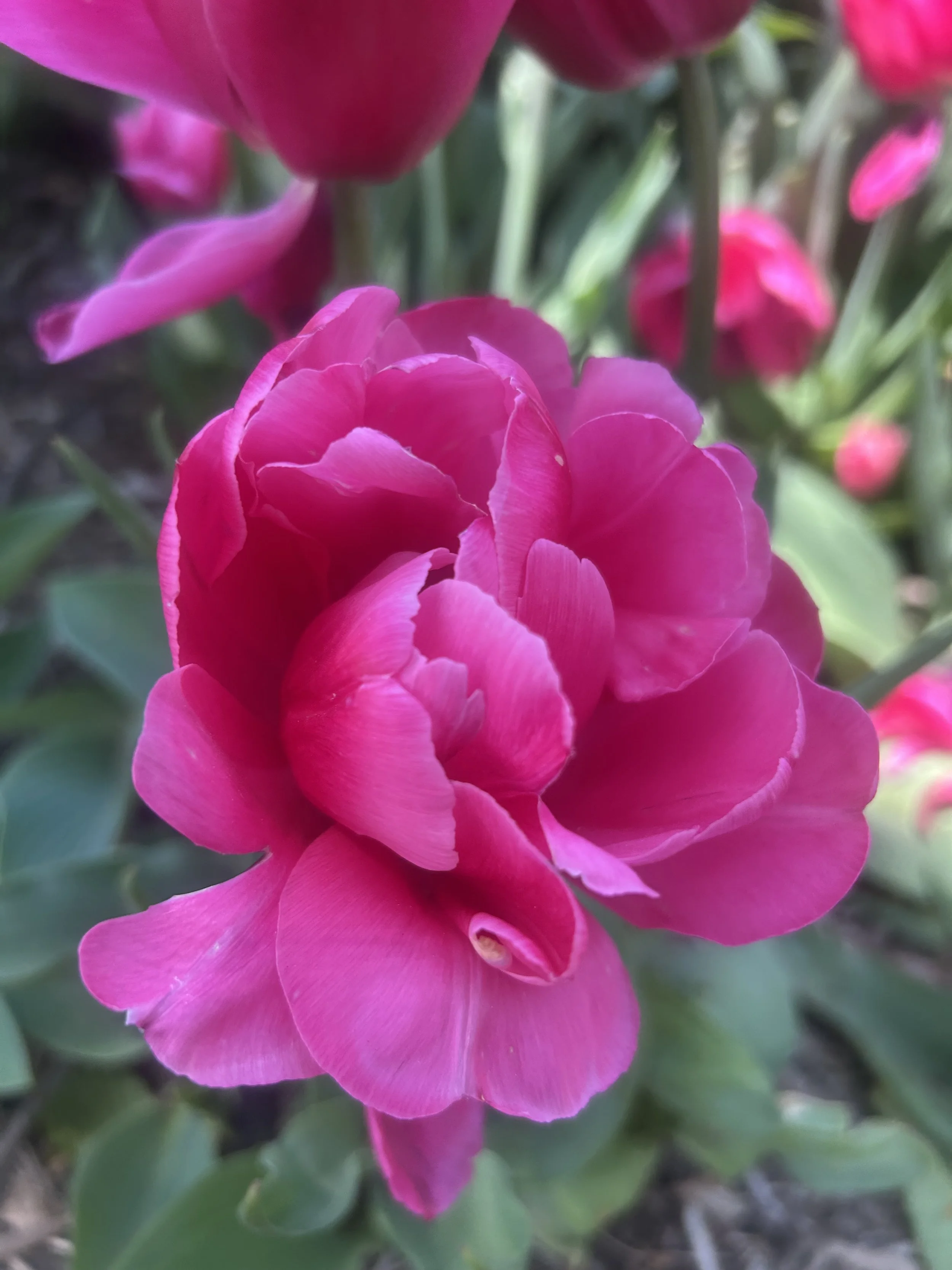 Photo May 08 2025, 1 04 04 PM.jpg