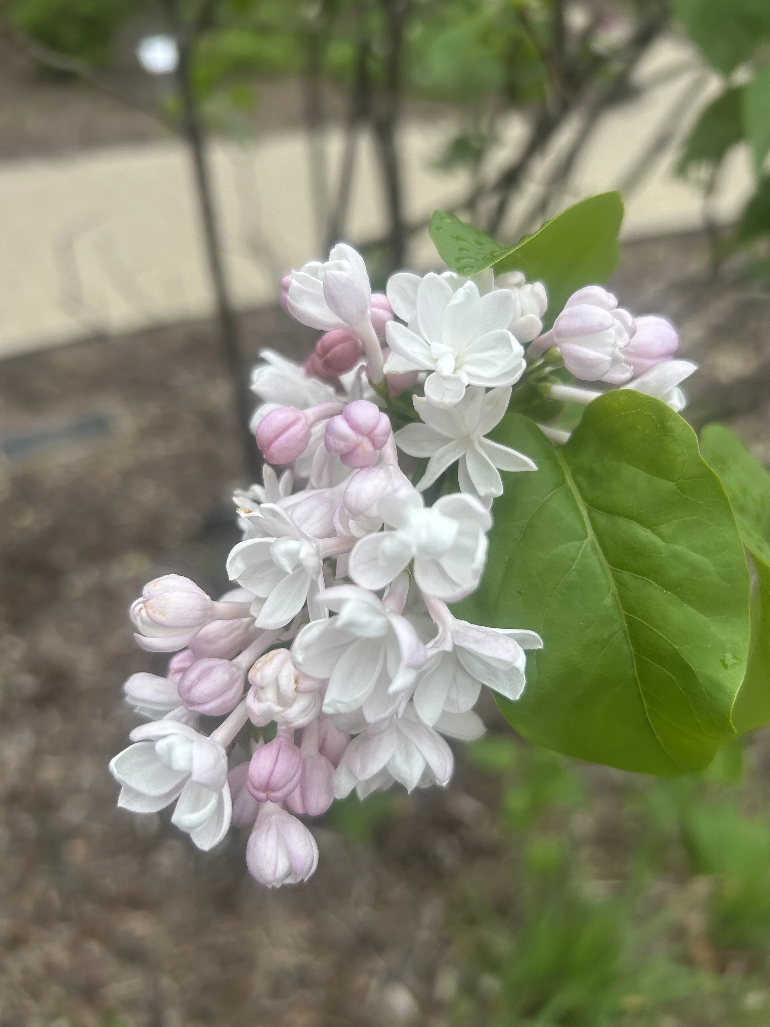 Photo May 02 2025, 10 57 37 AM.jpg