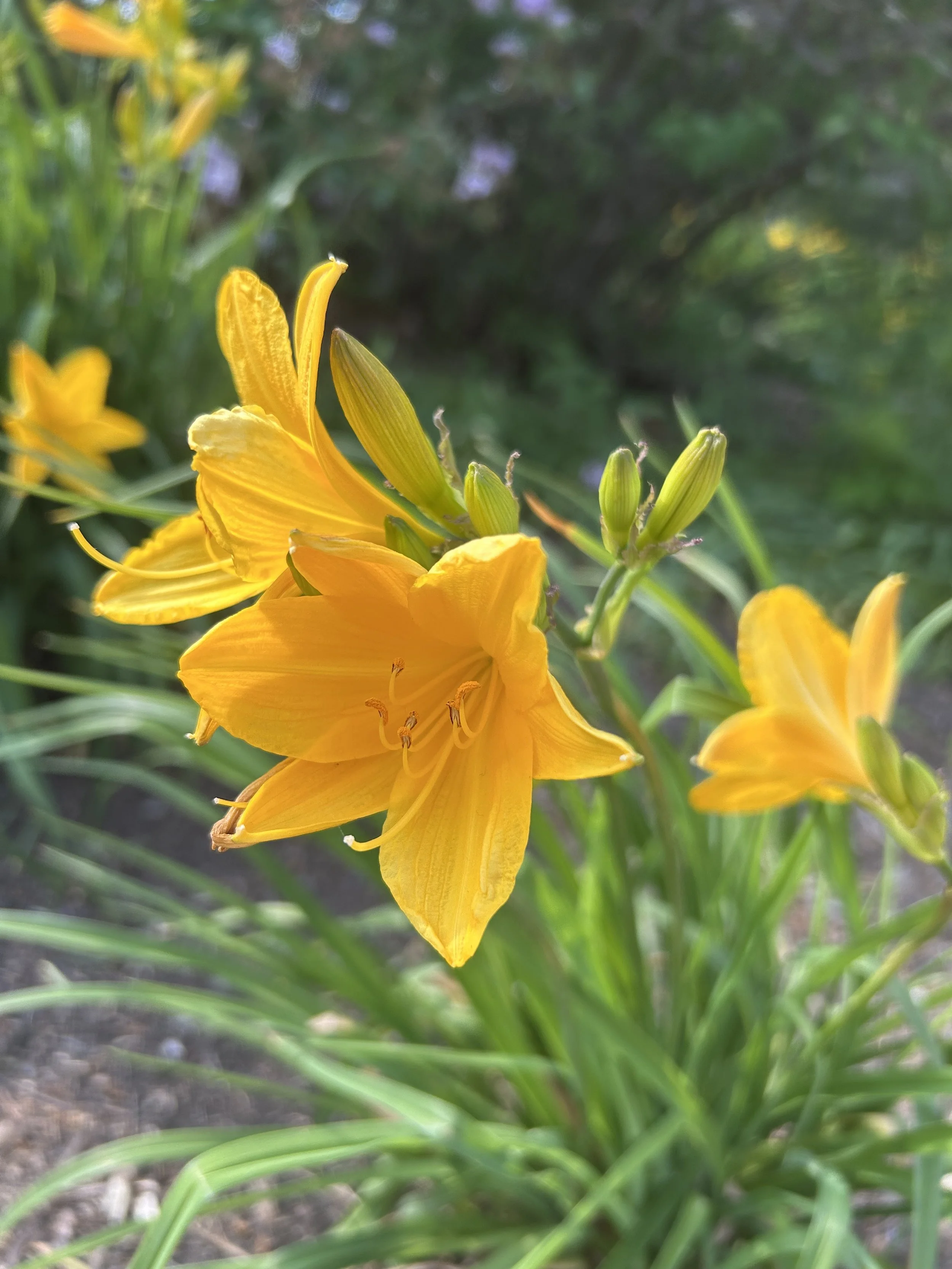 Photo May 14 2025, 4 10 06 PM.jpg