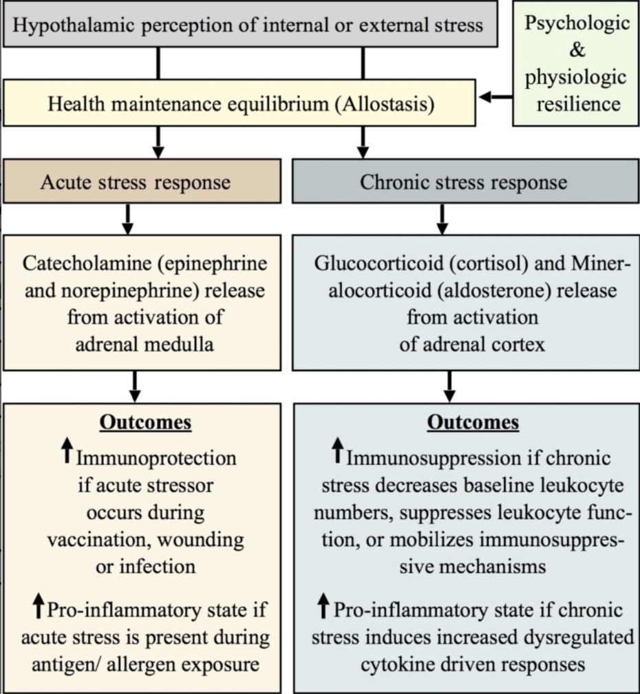 Pay attention to the “pro-inflammatory state if chronic stress induces increased dysregulated cytokine driven responses”
