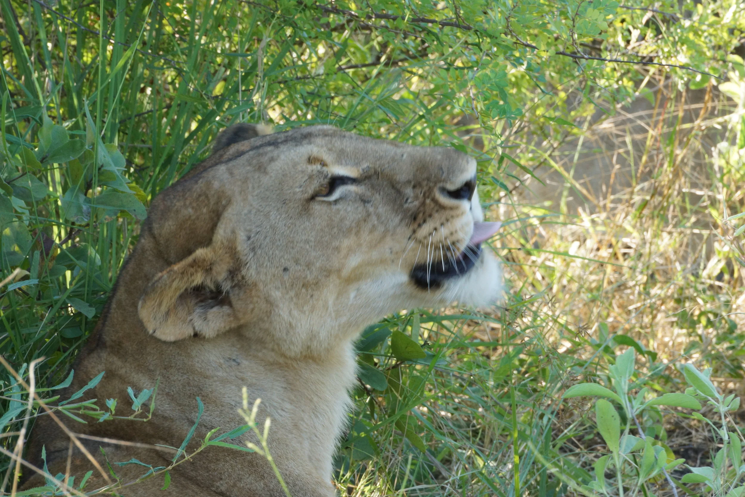 DSC07325 - Copy.JPG