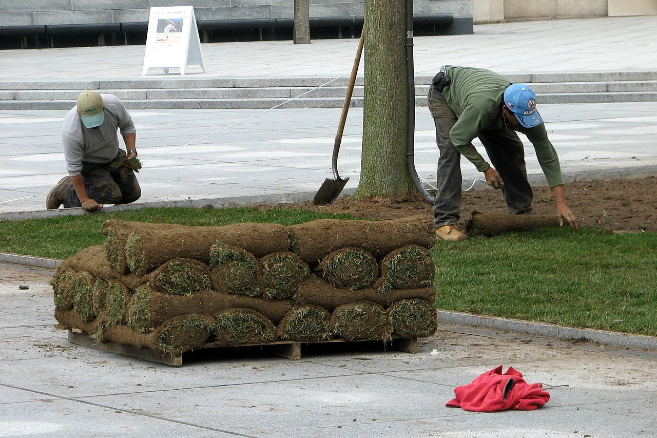 Sod Care Guide 