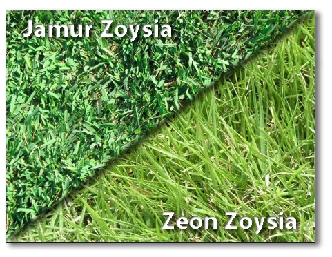 Difference between Jamur and Zeon Zoysia