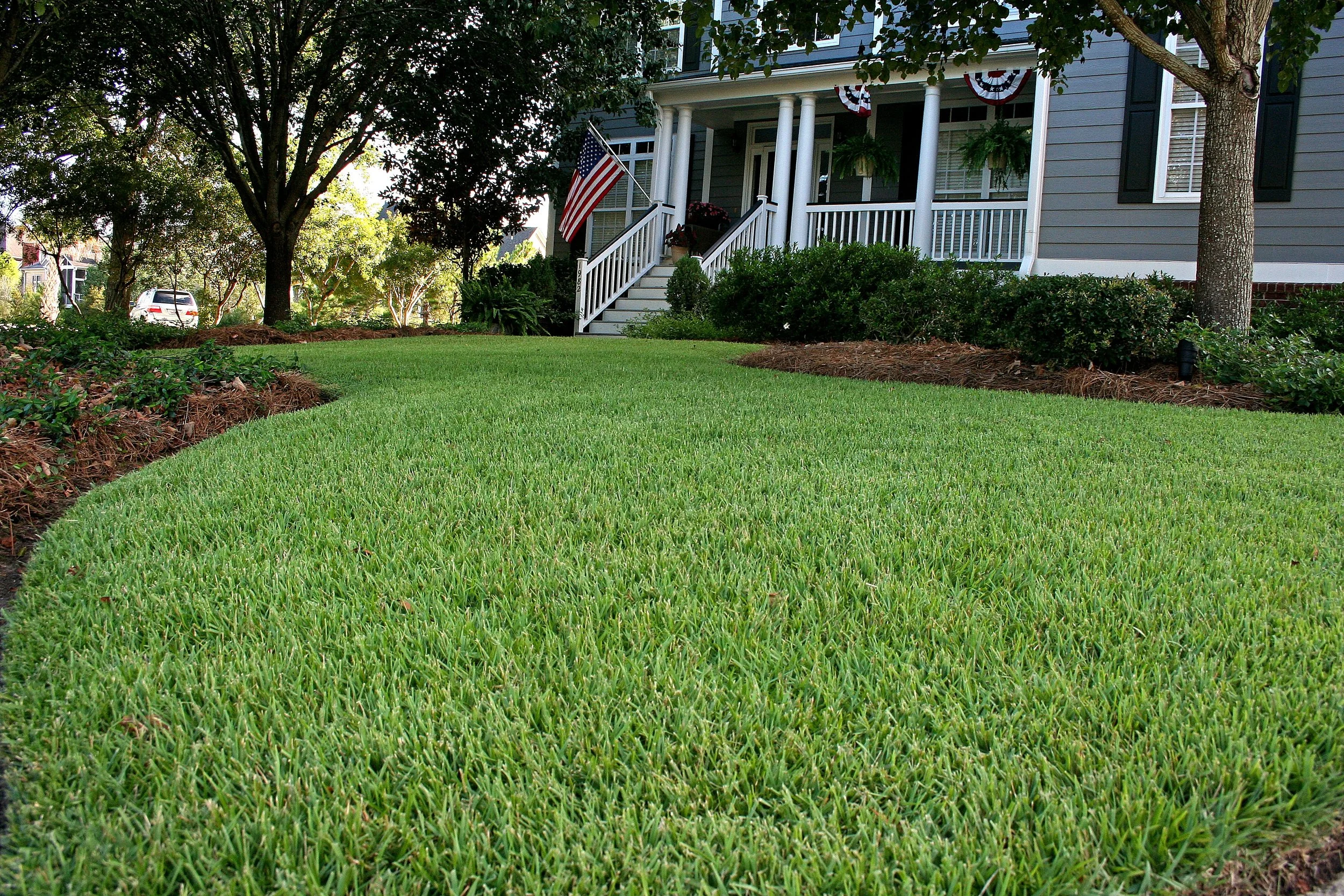 JaMur® Zoysia