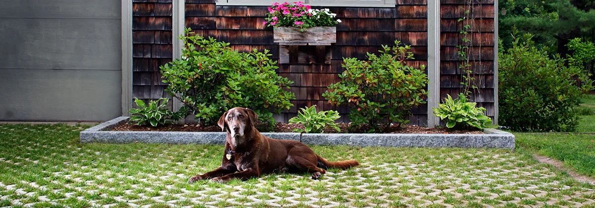 Turfstone_Beauty1.jpg