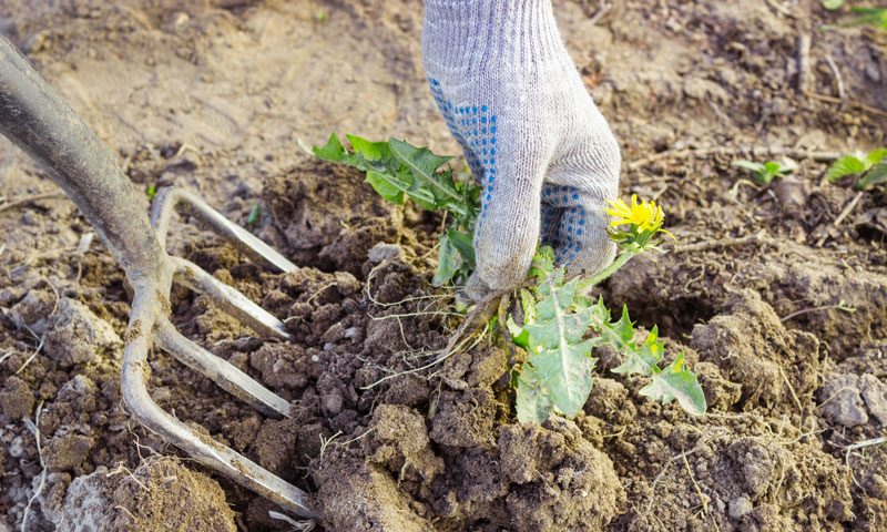 digging-up-weeds-in-garden-e1463765253590.jpg