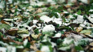 early-snow-on-the-ground-frosted-grass-and-leaves-close-up-video_srekibzgxe_thumbnail-small01.jpg