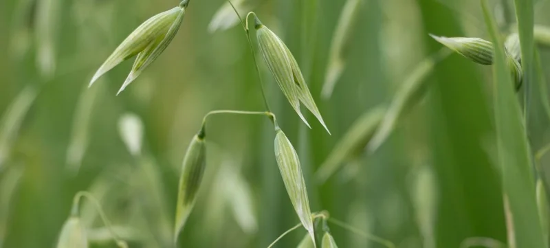 Oatstraw is an herb that nourishes the nervous system and is helpful for stress. Learn more about oatstraw or book an appointment with an herbalist on Moon Medicine.
