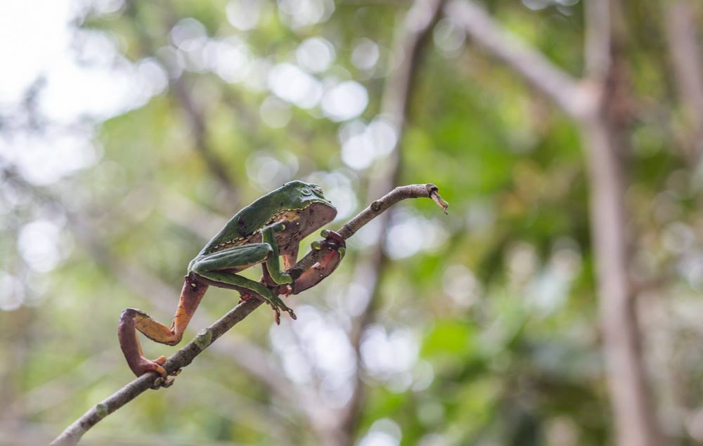 Walking Frog.jpg
