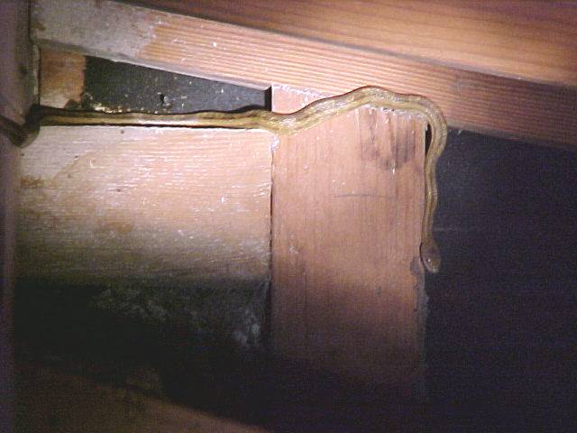 Entering the crawlspace of a home "is like a box of chocolates. You never know what you're gonna get." When your inspector finds a problem in a crawlspace, he will investigate and try to understand whats causing the problem. BUT, if the problem is moving, it "Exit, stage left !!" 