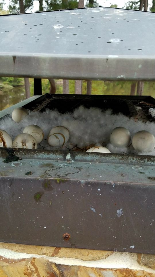 Chimney Flue