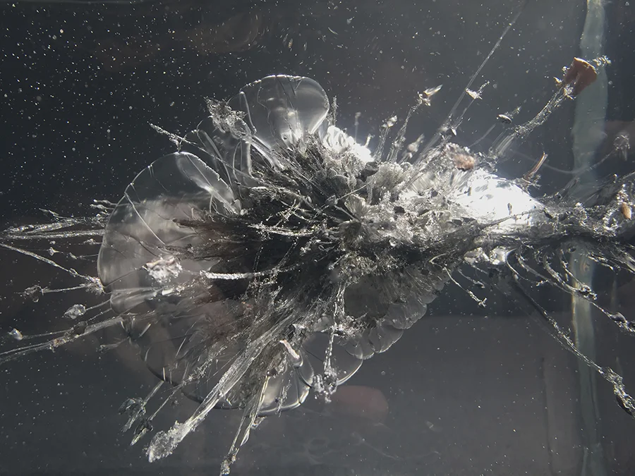 The Propeller Group, process detail, The AK-47 vs. the M16 , 2015. Fragments of AK-47 and M16 projectiles encased in ballistic gelatin.