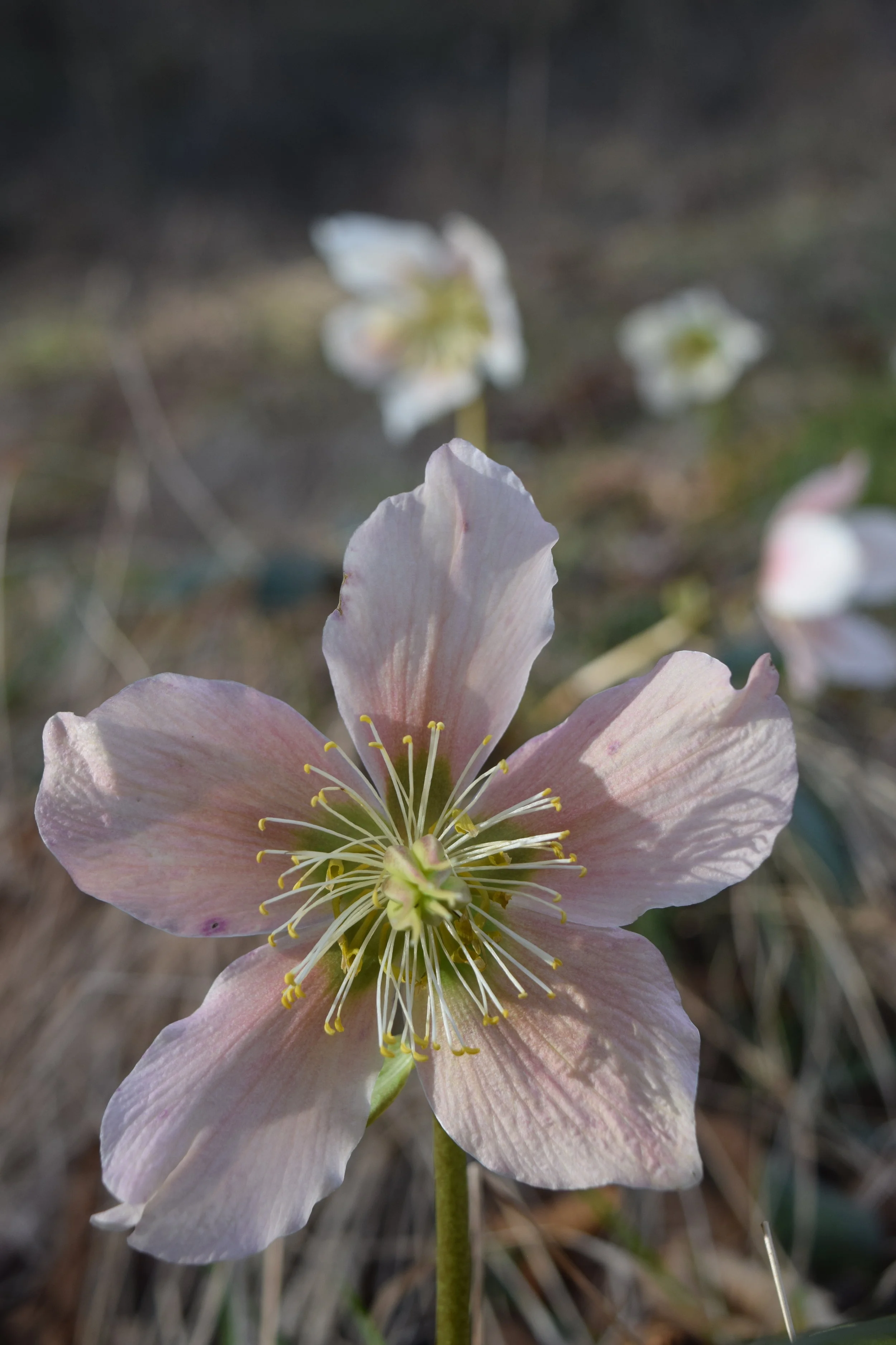 Weeks April - June 2019