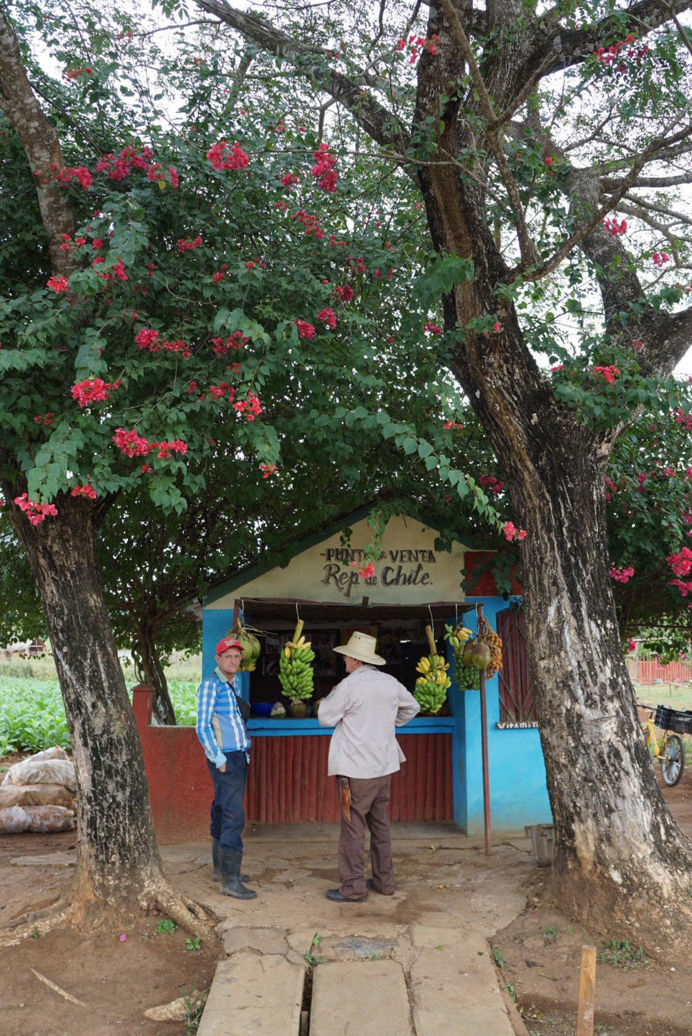 Pitstop for bananas in the Valle de Viñales