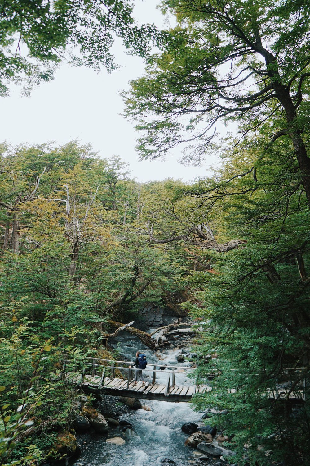  Day 3: Walking through the woods from Dickson to Los Perros. 