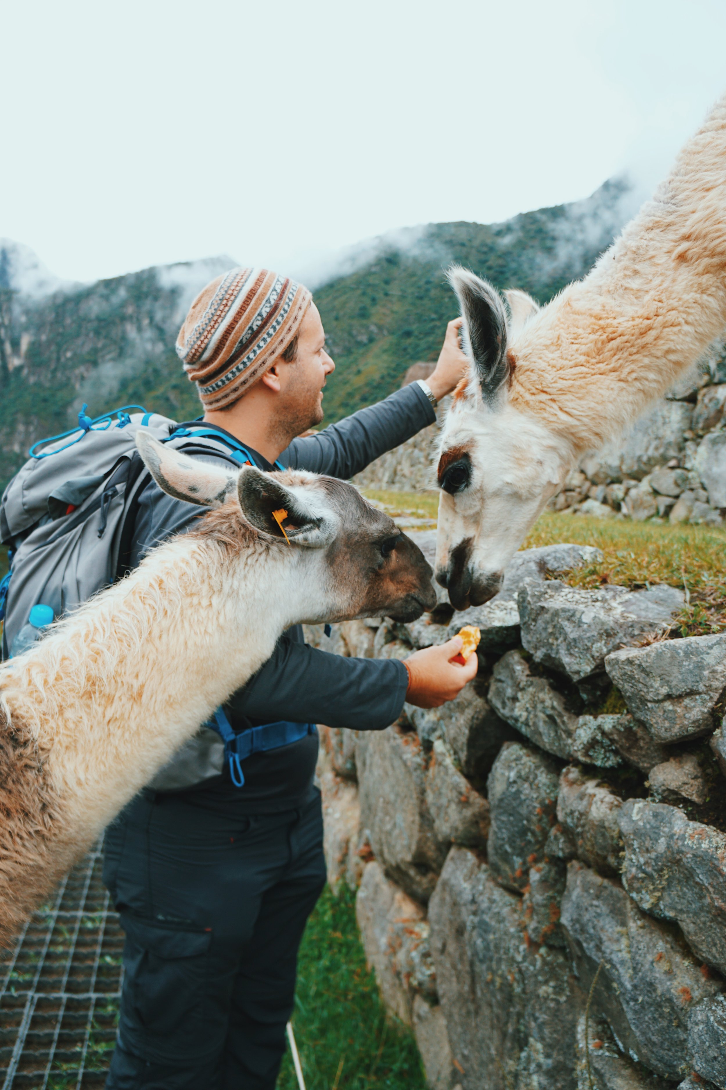  New friends! Llamas of Machu Picchu. 