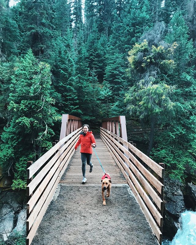 if you&rsquo;re wondering whether i got elwood a @ruffwear harness to match my jacket........ the answer is absolutely freakin yes. i spend more money on my dog&rsquo;s clothes than i do on my own, and i have no regrets.
.
🌲 from our first car campi