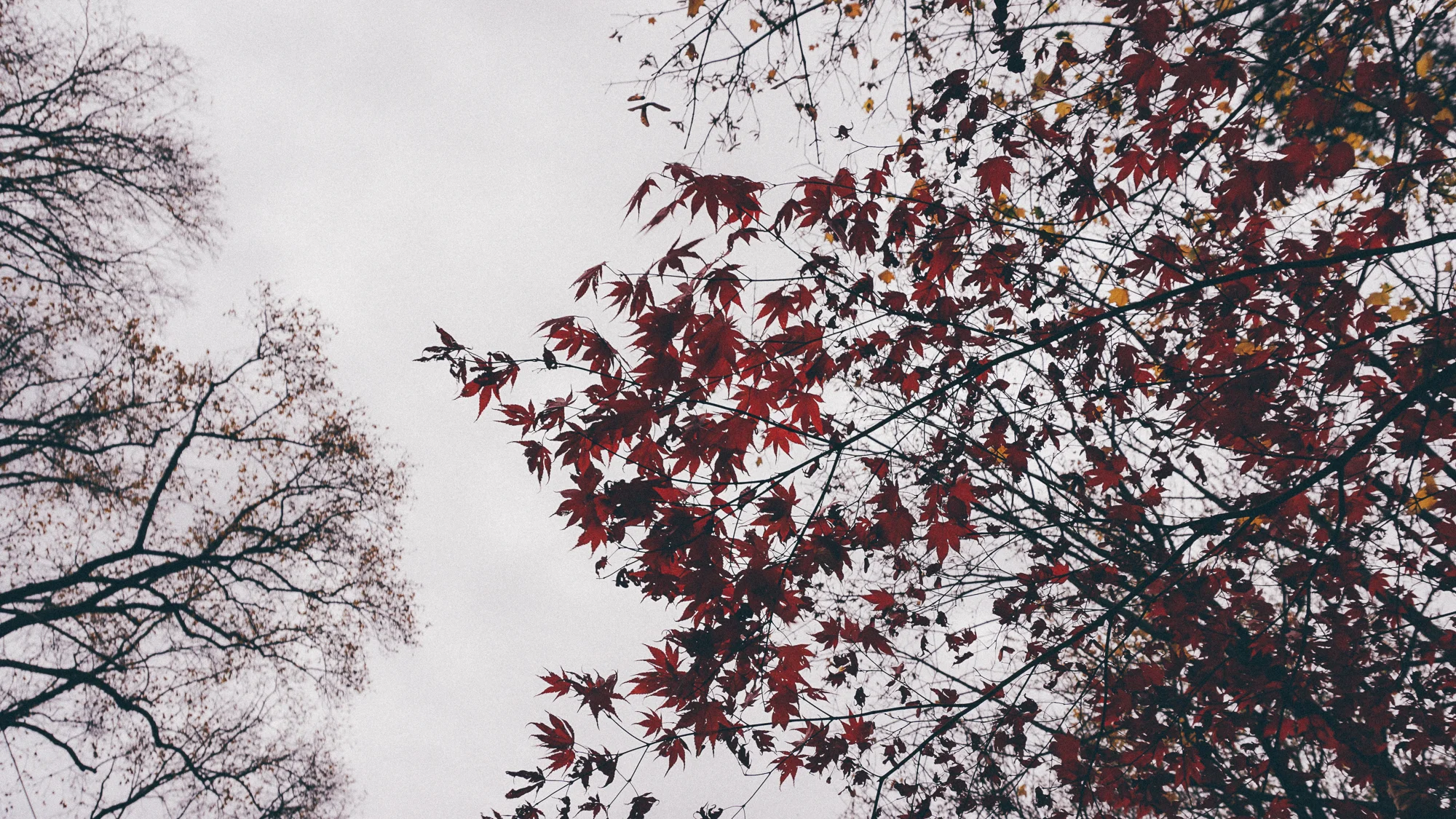 20151107-DSC06415.jpg