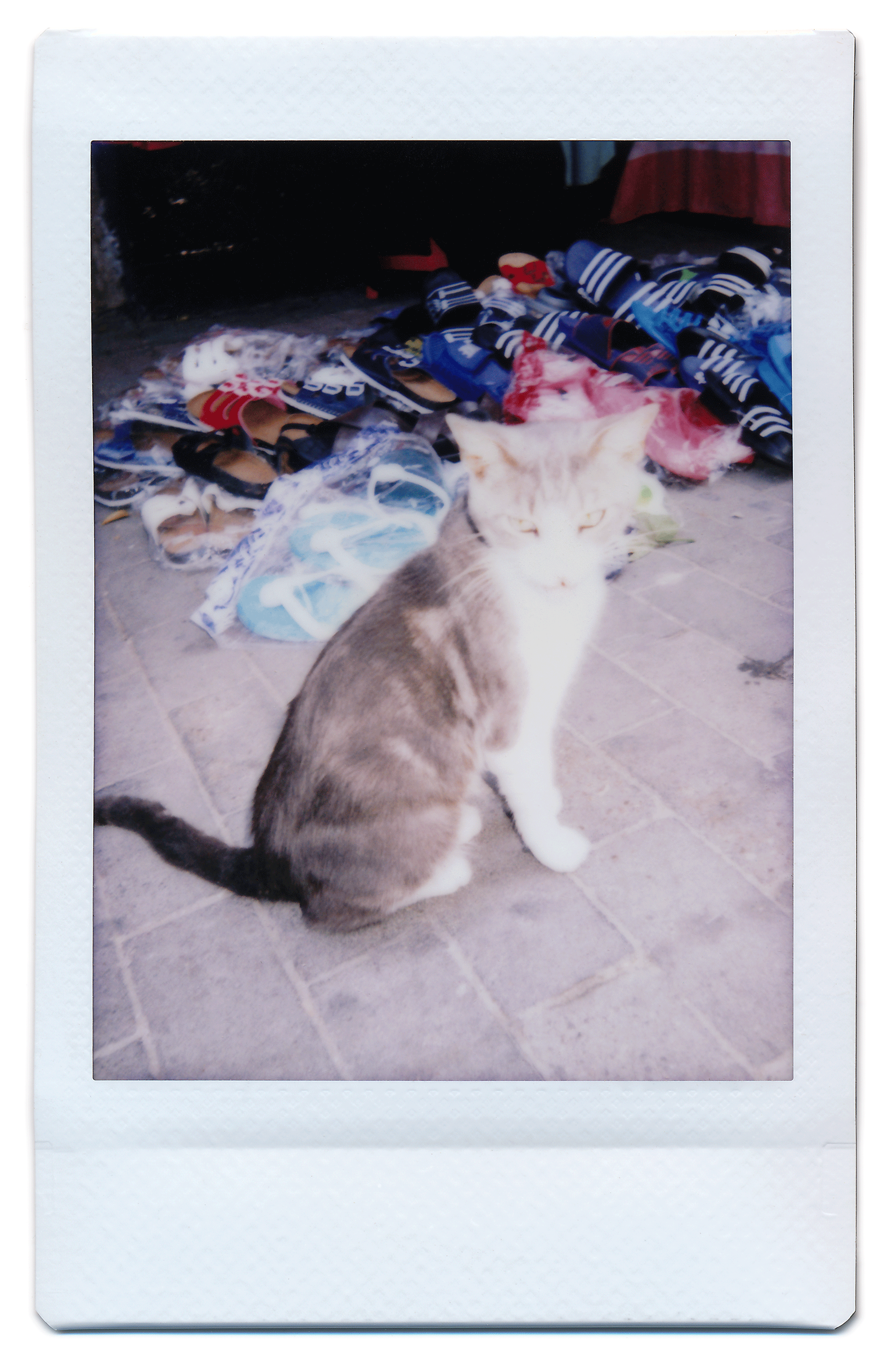 cat-7.png