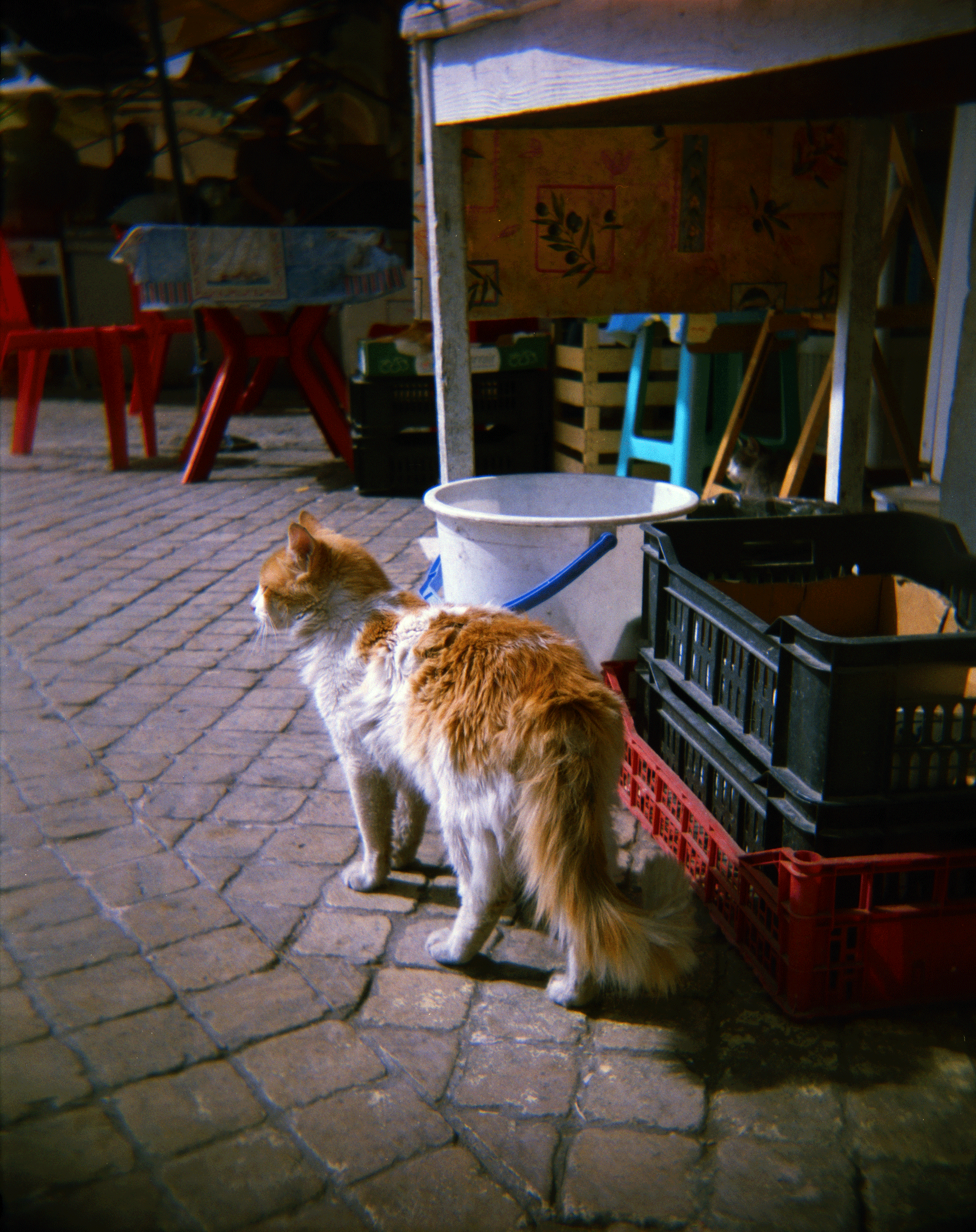 TangerCat_20170722_0004.png