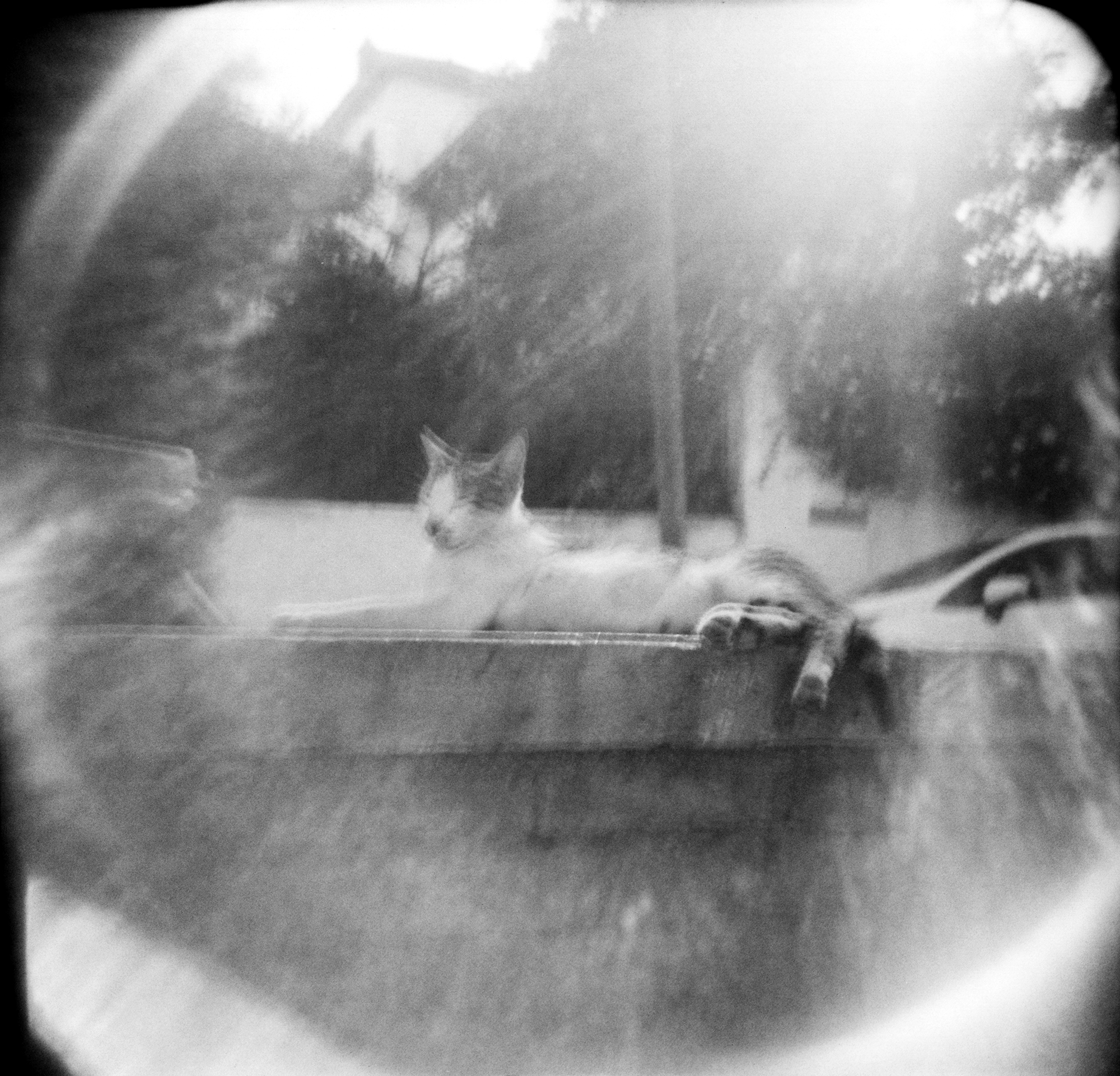 TangerCat_20170724_0021-no-spex.png