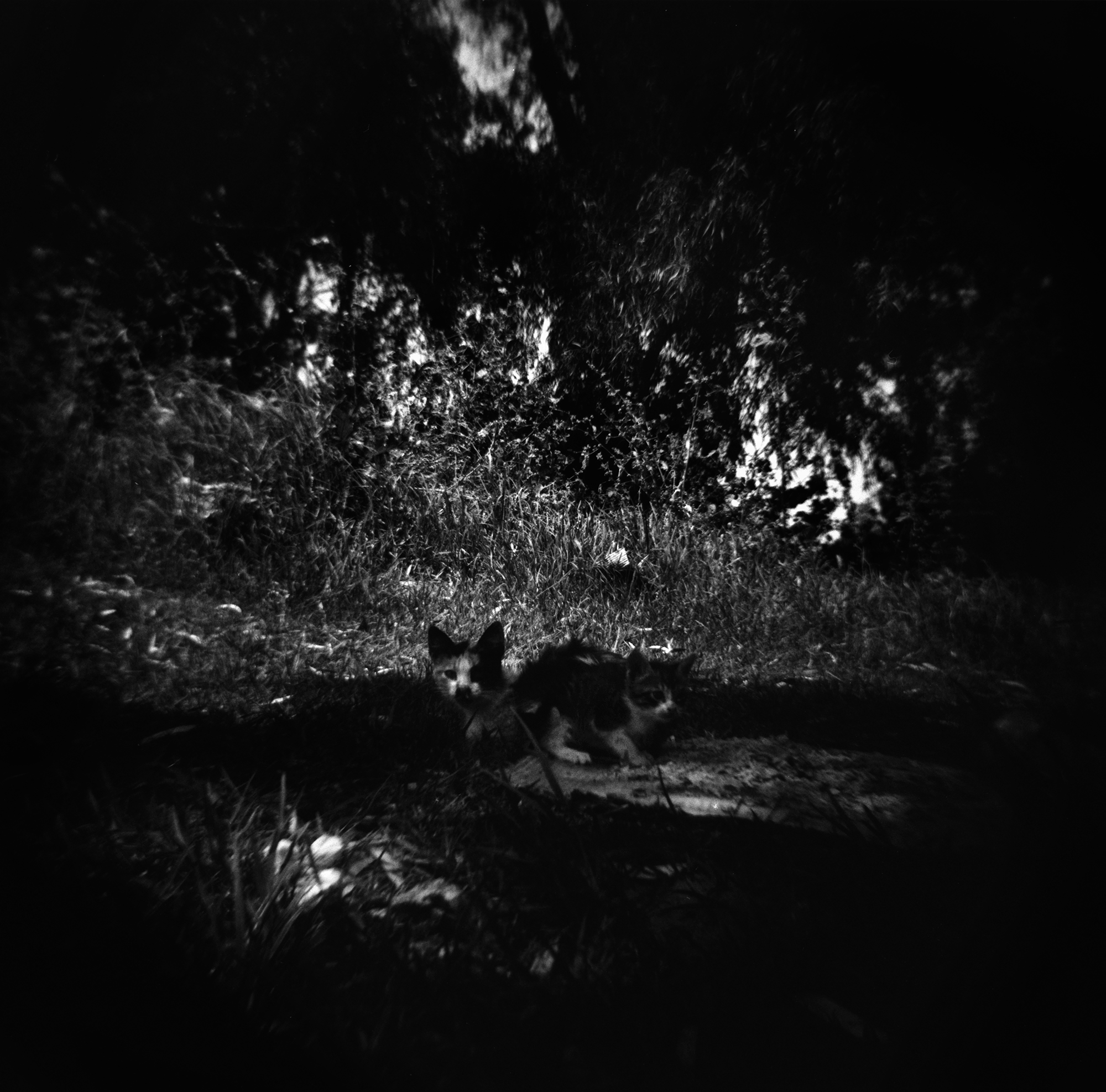 TangerCat_20170724_0006.png