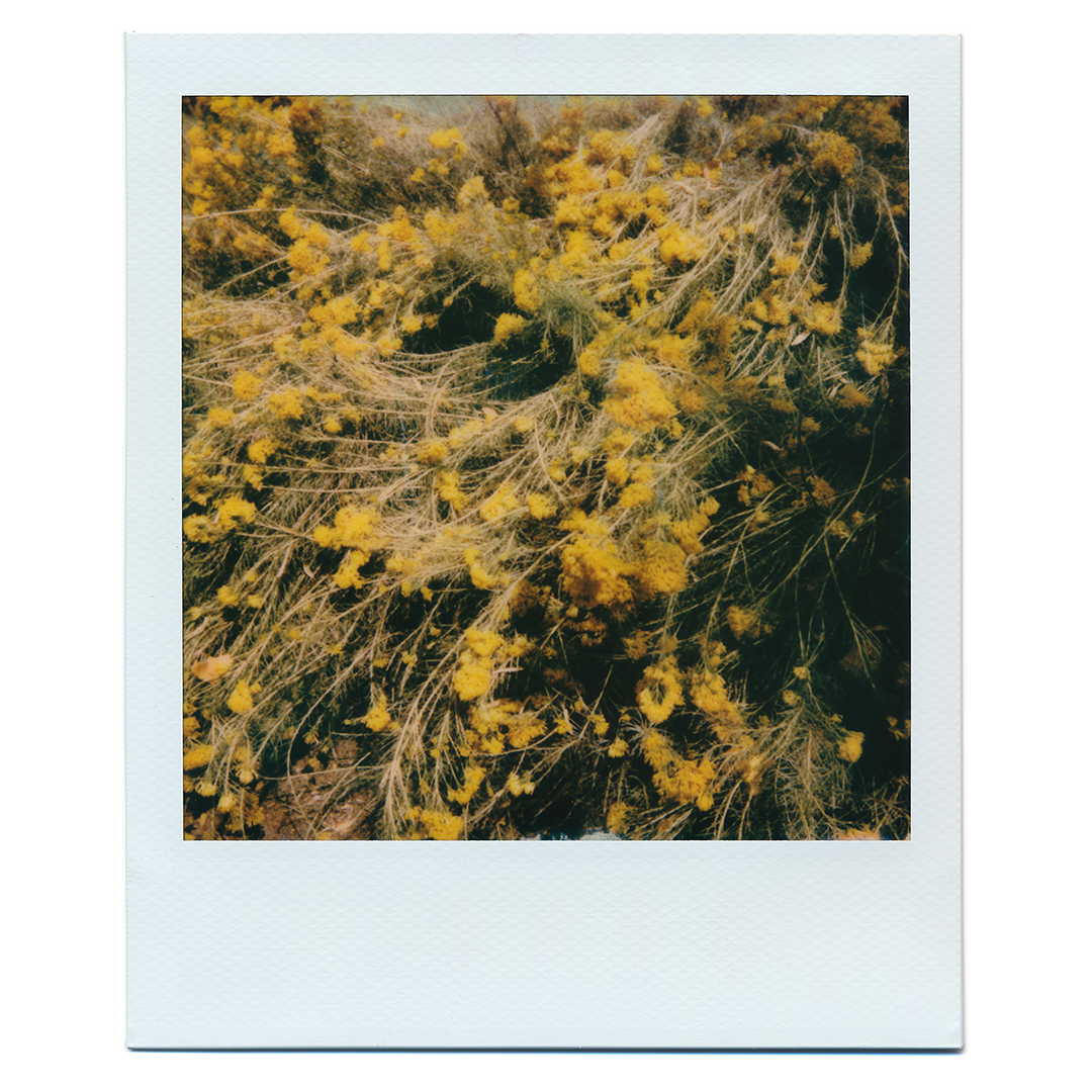 Fieldnotes features text cut-ups combining geographical, historical, political, and anthropological records on New Mexico. Fieldnotes was created for the New Mexico Museum of Art’s Instagram extension of the exhibition ‘Shifting Light: Photographing Perspectives’ from October 1-6, 2018 - @nmartmuseum