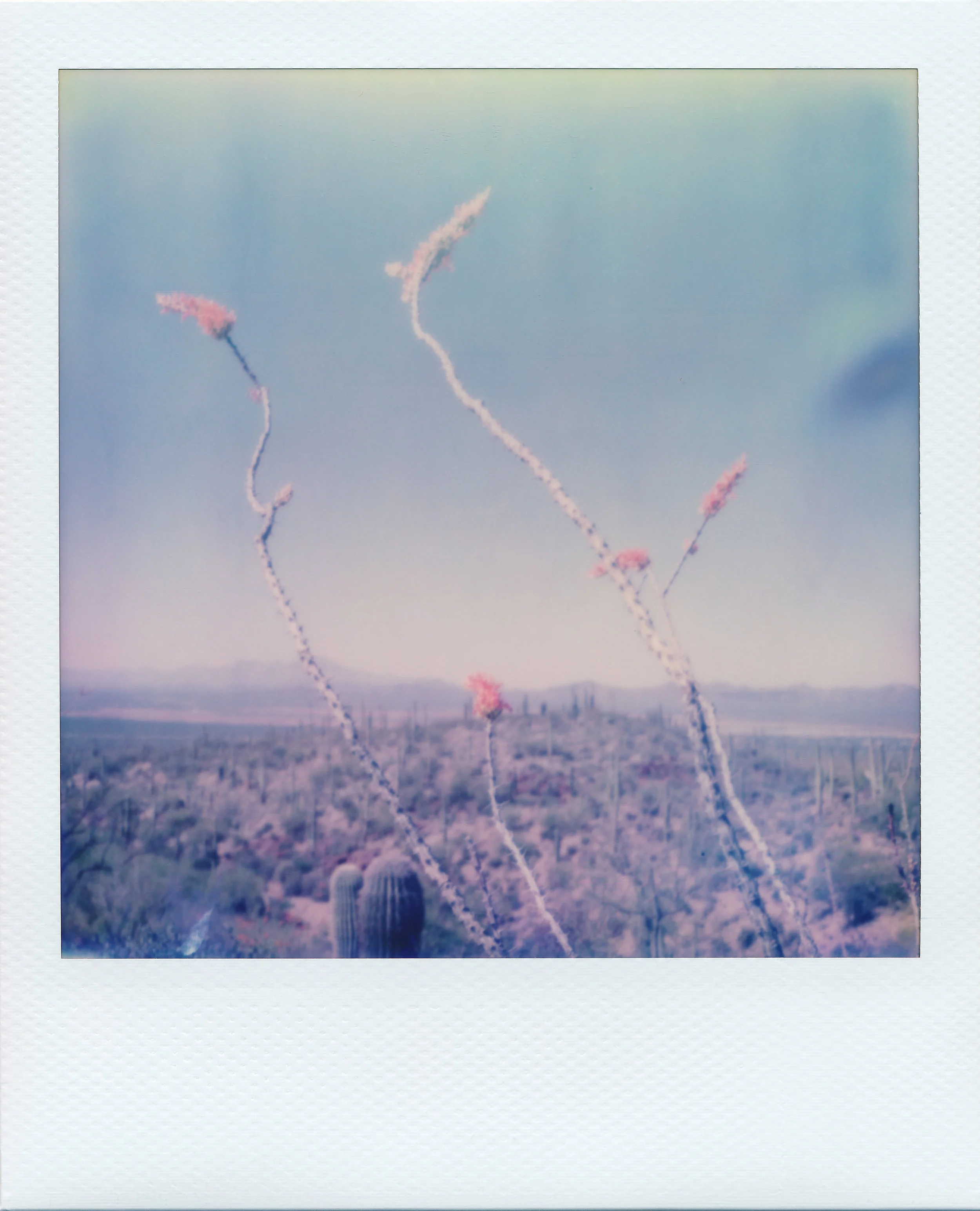 Desert Flowers comprises of over 150 Polaroids taken over the course of a month long roadtrip through the Sonoran, Chihuahuan, and Mojave desert, drawing a parallel between desert ecology and queer Southwestern youth.