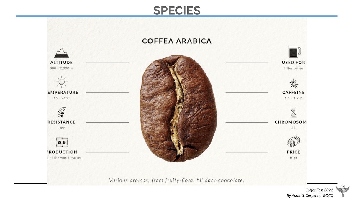 coffea arabica vs robusta A.jpg