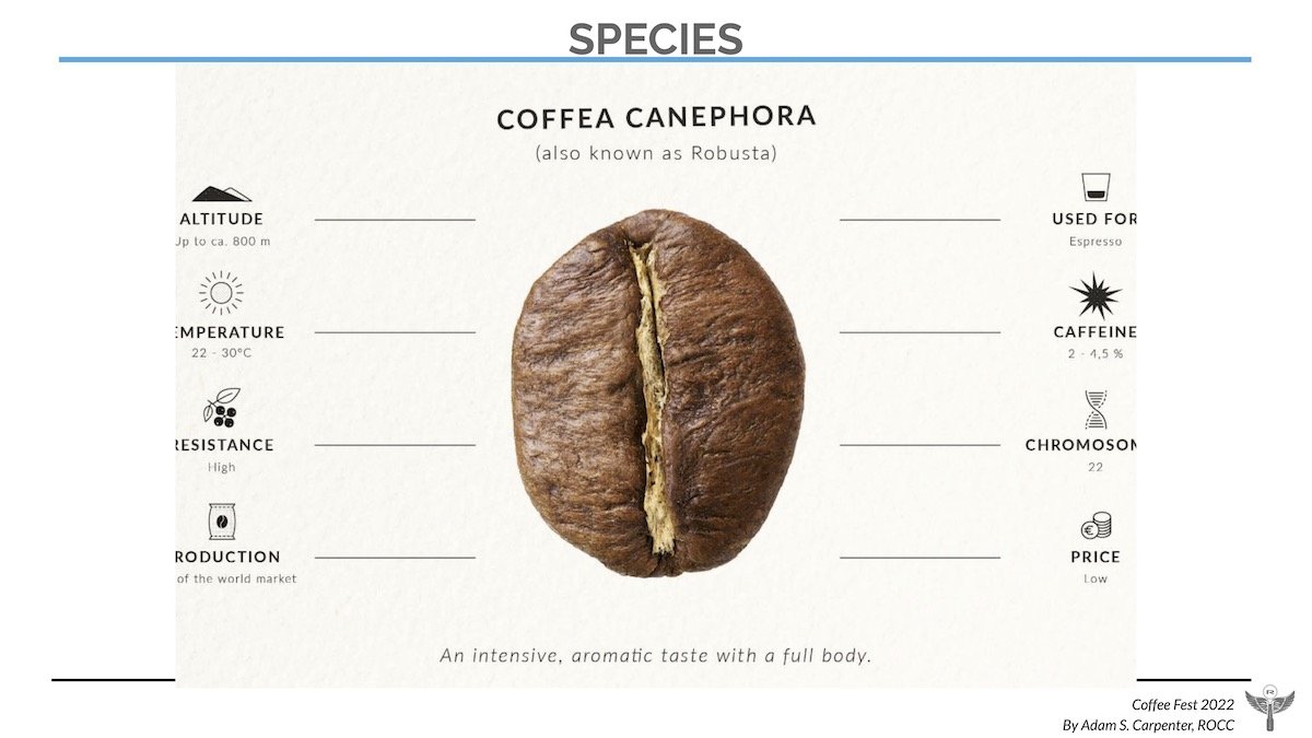 coffea arabica vs robusta canephora.jpg