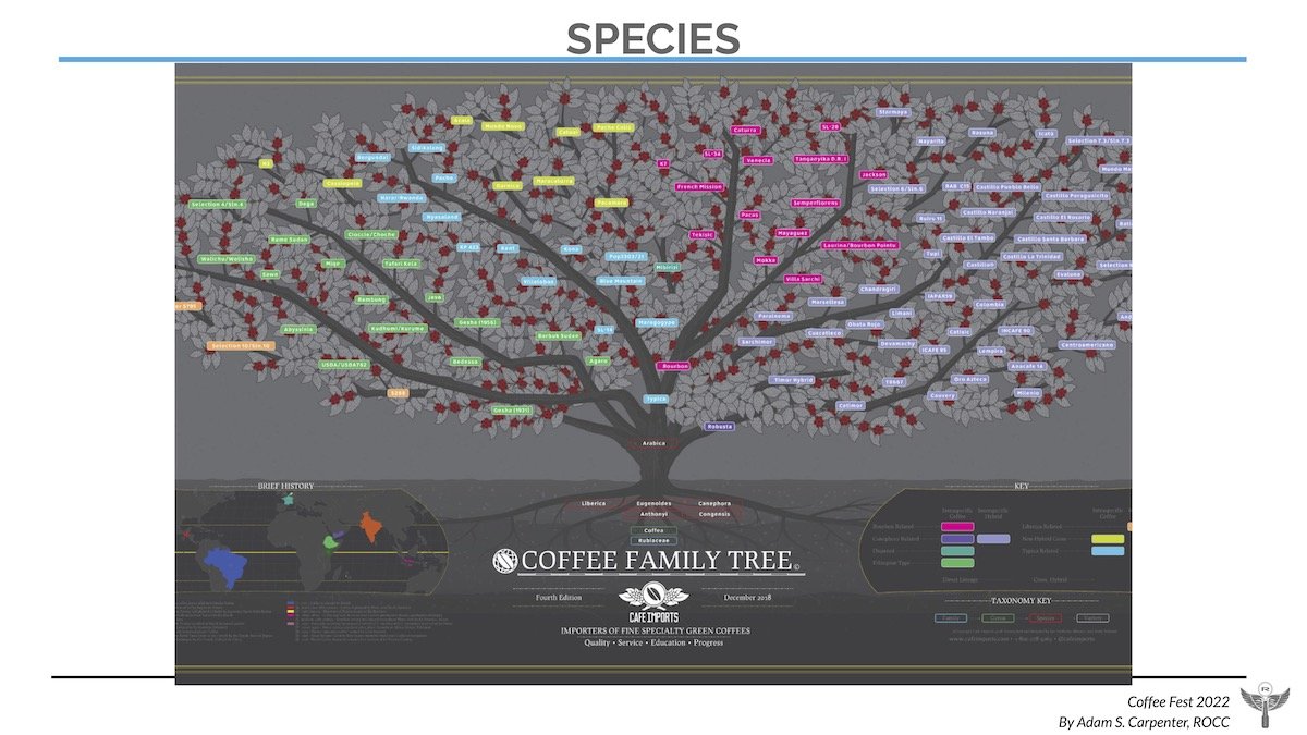 new cafe imports coffee family tree.jpg