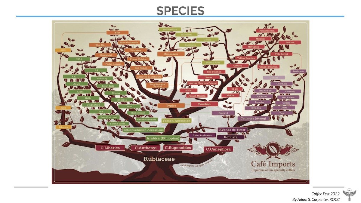 old cafe imports coffee family tree.jpg