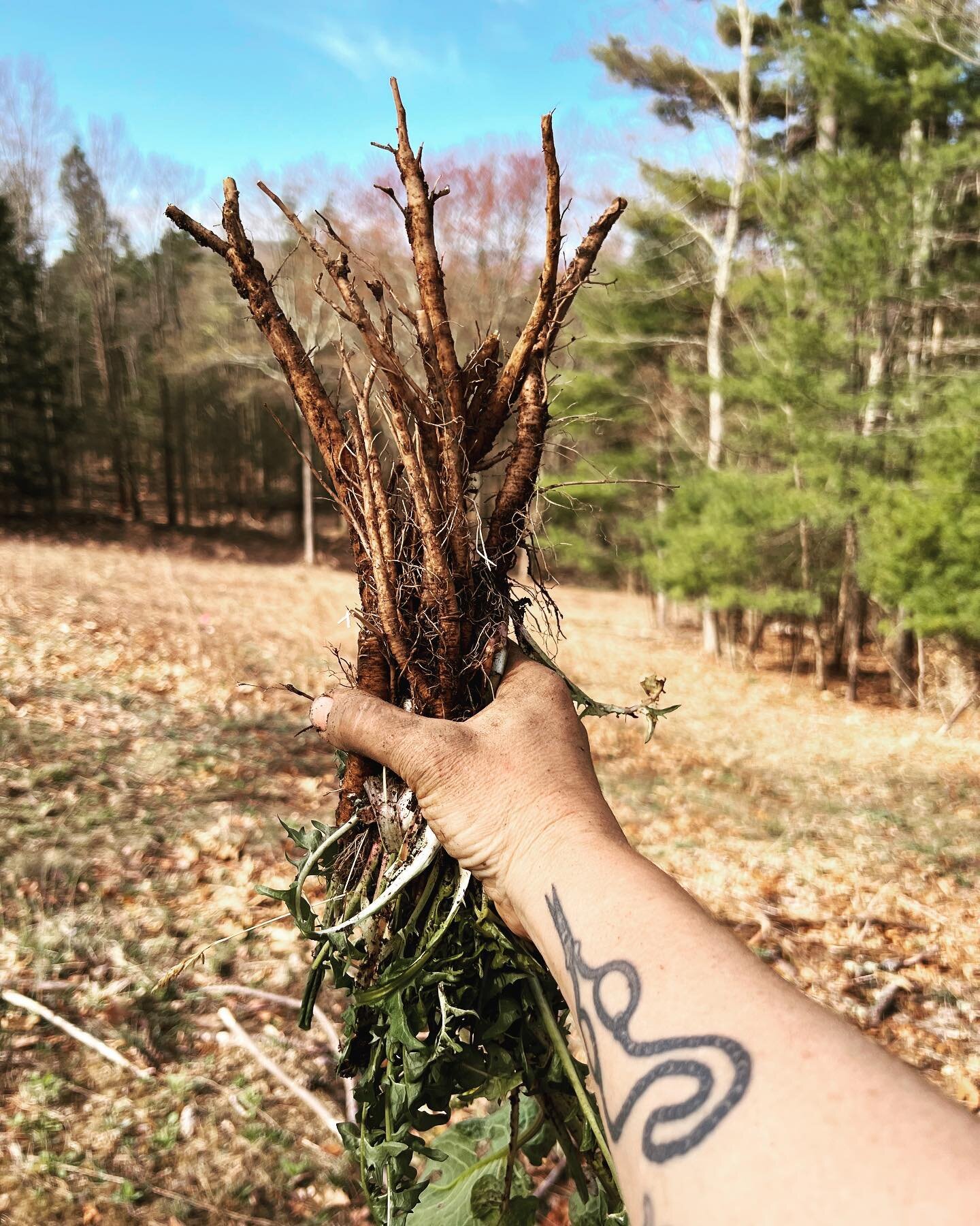 Dandelion and Dock roots when weeding the garden turns into medicine. Every year I want an infused honey with these roots.  I love all butters.
#wildmedicine #forager #bitter