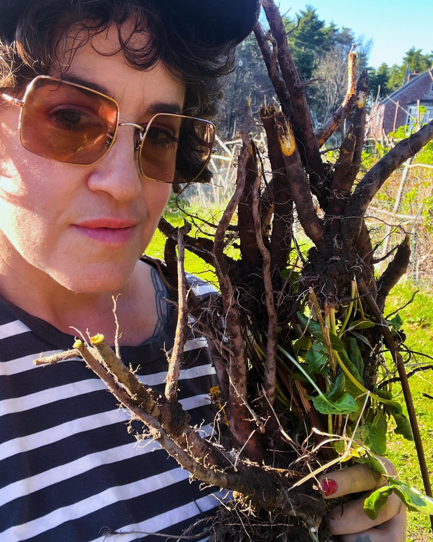Selfie for proof of life&hellip;yellow dock roots proof of feeling alive! Something about digging medicine from the ground makes me feel full alive
.
.
.#plantmedicine #root #plantwitch