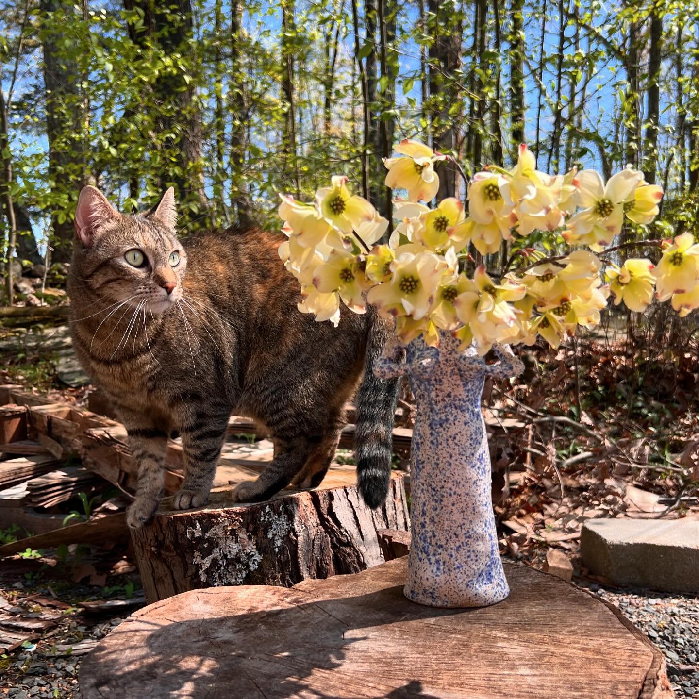 Peanut and Feeling Myself Vase full of dogwood flowers. Trying to remember my body is a portal, art is a remedy, and things can change 
.
.
.
#feelingmyself #catmom #rescue #handmade #dogwood #spring