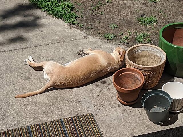 What do father's want to do today?
.
.
.
.
.
#merchantserviceinnovations #fathersday #fathersdaygifts #naptime #nap #naps #napplease #dog #cur #curdog #relax #happyfathersday