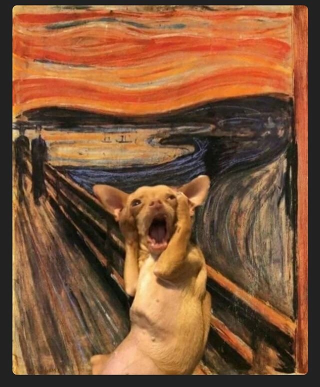 What's your best caption?
.
.
.
.
.
#merchantserviceinnovations #thescream #edvardmunch #painting #chiuahua #dog #lol #lmao #hahaha #art #artist #arts #arte #paintings #impressionism #impressionist #funny